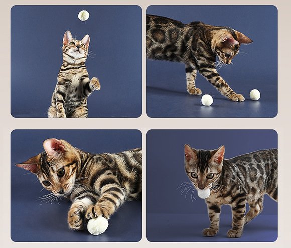Different ways cats play with toys